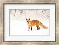 Framed Red Fox IV