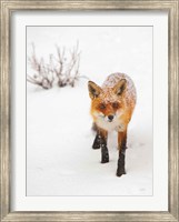 Framed Red Fox III