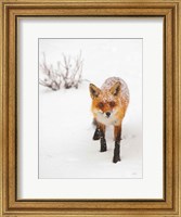 Framed Red Fox III