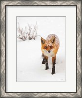 Framed Red Fox III