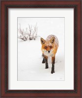 Framed Red Fox III