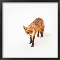 Framed Red Fox II