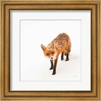 Framed Red Fox II