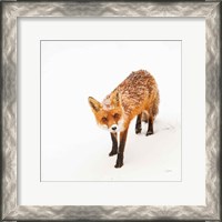 Framed Red Fox II