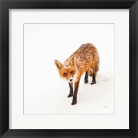 Framed Red Fox II