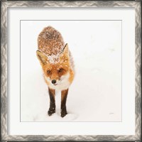 Framed Red Fox I