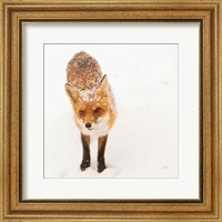 Framed Red Fox I