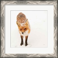 Framed Red Fox I