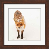 Framed Red Fox I