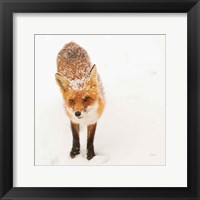 Framed Red Fox I