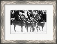 Framed Herd