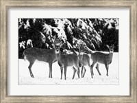 Framed Herd