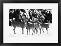 Framed Herd