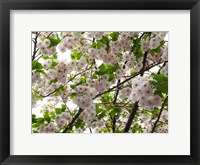Framed Close-up of Cherry Blossom Flowers, Harajuku, Meiji Shrine, Tokyo, Japan