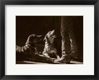 Framed Catahoulas