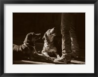 Framed Catahoulas