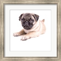 Framed Cute Pug Puppy