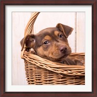 Framed Puppy in a Basket
