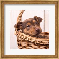 Framed Puppy in a Basket