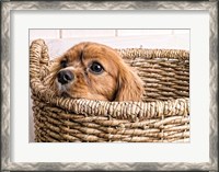 Framed Puppy in a Laundry Basket