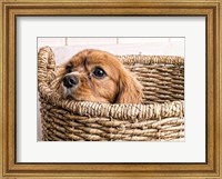 Framed Puppy in a Laundry Basket