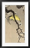 Framed Chinese Wielewaal on Plum Blossom Branch, 1900-1910