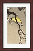 Framed Chinese Wielewaal on Plum Blossom Branch, 1900-1910