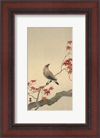 Framed Japanese Waxwing on Maple, 1900-1936