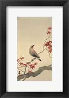 Framed Japanese Waxwing on Maple, 1900-1936