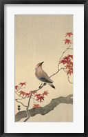 Framed Japanese Waxwing on Maple, 1900-1936