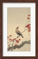 Framed Japanese Waxwing on Maple, 1900-1936