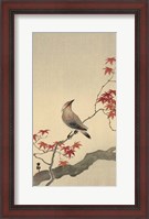 Framed Japanese Waxwing on Maple, 1900-1936