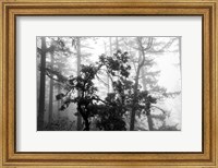 Framed Foggy Trees