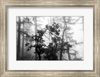 Framed Foggy Trees