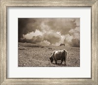 Framed Scottish Highland Cattle No. 1