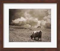Framed Scottish Highland Cattle No. 1