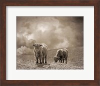 Framed Scottish Highland Cattle No. 2