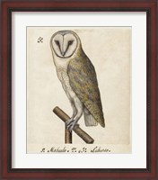 Framed Barn Owl, 1560-1585