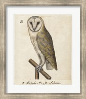 Framed Barn Owl, 1560-1585