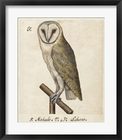 Framed Barn Owl, 1560-1585