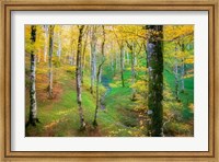 Framed Dream of Birches