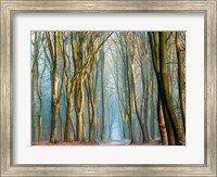 Framed Light & Trees