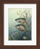 Framed Black Crappies