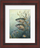 Framed Black Crappies