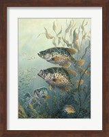Framed Black Crappies