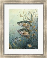 Framed Black Crappies