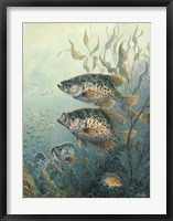 Framed Black Crappies