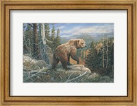 Framed Grizzlies Domain