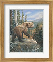 Framed Grizzlies Domain 2