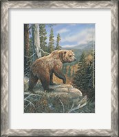 Framed Grizzlies Domain 2